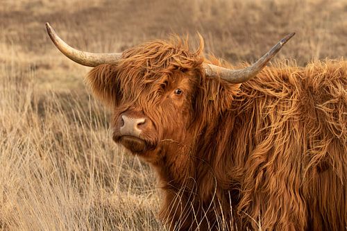 stoere schotse hooglander, higland cow