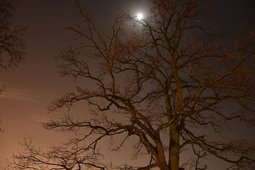 De boom in de sterrenhemel van Elbkind89
