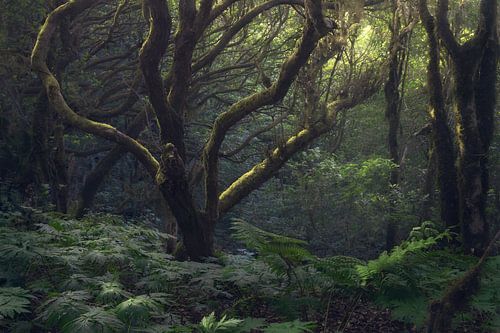 De mysterieuze schoonheid van het laurierbos in Anaga, Tenerife, tijdens de lente