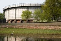 Herons of Amsterdam in the park