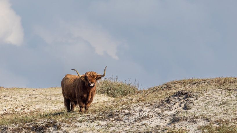 Ein Schtose Highlander in den Dünen von Menno Schaefer