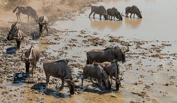 Dorstige kudde gnoes komt aan bij een waterhole