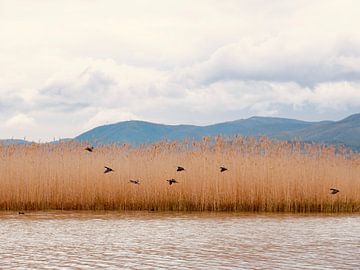 Vogels vliegen voor het riet van Judith van Wijk