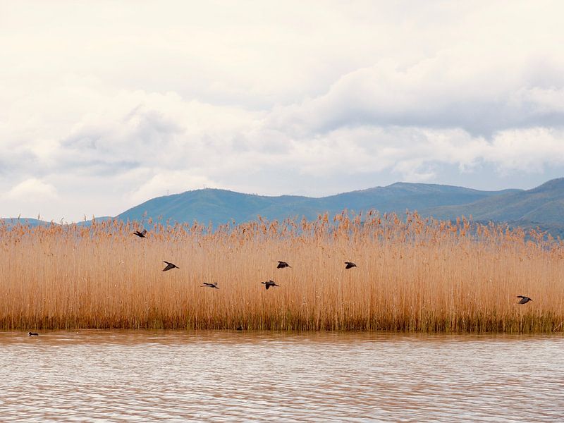 Birds fly for the reeds by Judith van Wijk