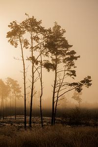 Nebliges Trio von Anouk Peeters