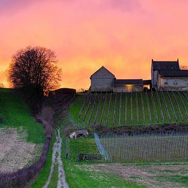 wijngaard de Apostelhoeve in Maastricht bij een kleurrijke zonsondergang van Kim Willems