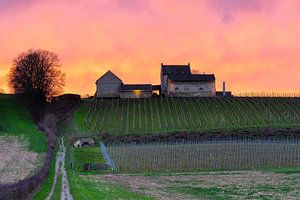 Weinberg der Apostelhoeve in Maastricht bei einem farbenprächtigen Sonnenuntergang von Kim Willems