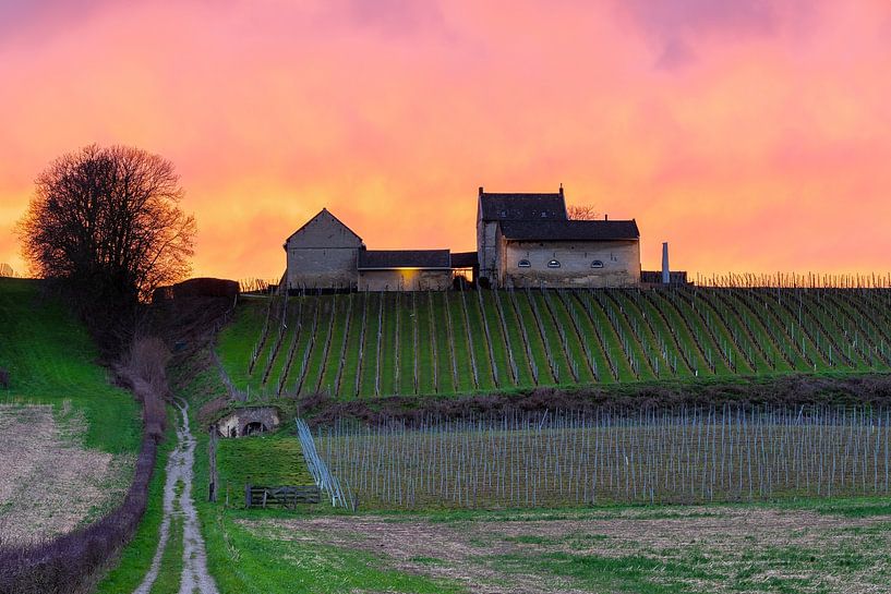 wijngaard de Apostelhoeve in Maastricht bij een kleurrijke zonsondergang van Kim Willems