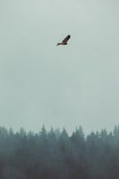 Roofvogel in de mist
