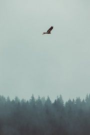 Raubvogel im Nebel von Veri Gutte