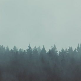 Oiseau de proie dans le brouillard sur Veri Gutte