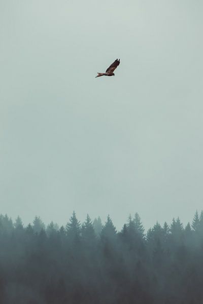 Roofvogel in de mist van Veri Gutte
