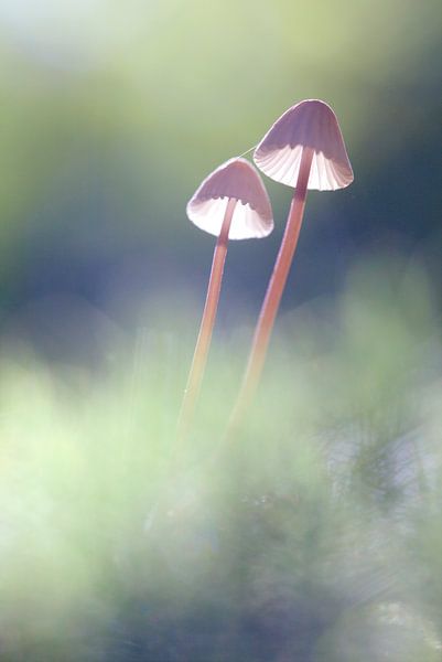 Lantaarntjes  by Frouwkje Fotografie