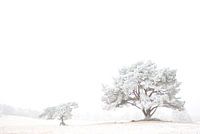 Witte Wereld 3