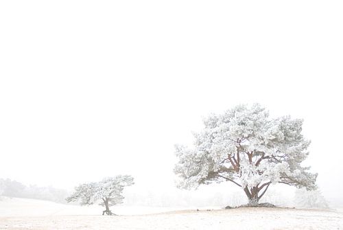 Witte Wereld 3