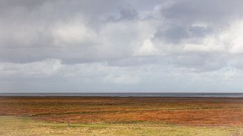 Marais salés de Noorpolderzijl
