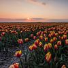 Champs de tulipes hollandaises typiques - Tulipes rouges / jaunes sur Thijs van den Broek