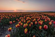 Typische Nederlandse tulpenvelden - rode/gele tulpen van Thijs van den Broek thumbnail