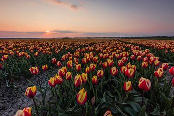 Champs de tulipes hollandaises typiques - Tulipes rouges / jaunes