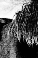 photo analogique de la crinière d'un jeune cheval