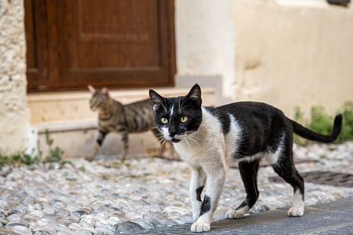 Mediterraner Katzenzauber