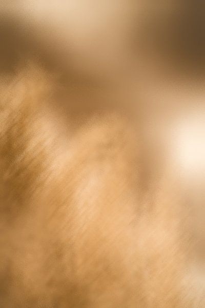 A Golden Glow by Evelien van Rijn