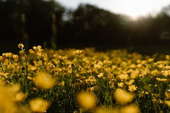 Feld voller Butterblumen