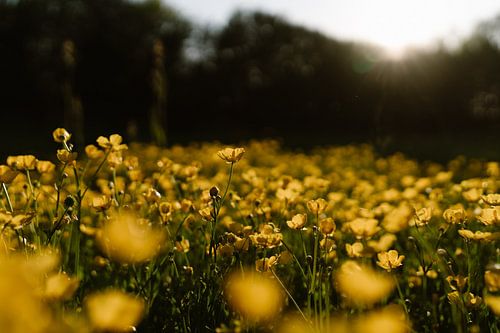 Veld vol boterbloemen