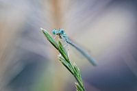 Demoiselle sur un carré d'herbe (horizontal)