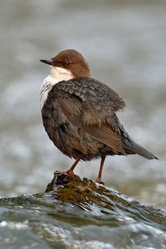 Dipper ( Cinclus cinclus ) troont, zittend op een steen in het midden van een rivier, wilde dieren,  van wunderbare Erde