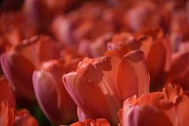 Quand le printemps arrive