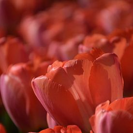 Wenn der Frühling kommt von Ingrid de Vos - Boom