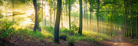 Wald Panorama