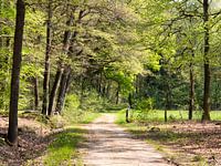Avenue of Trees