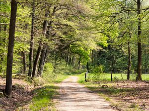 Allee der Bäume von Jim van Iterson