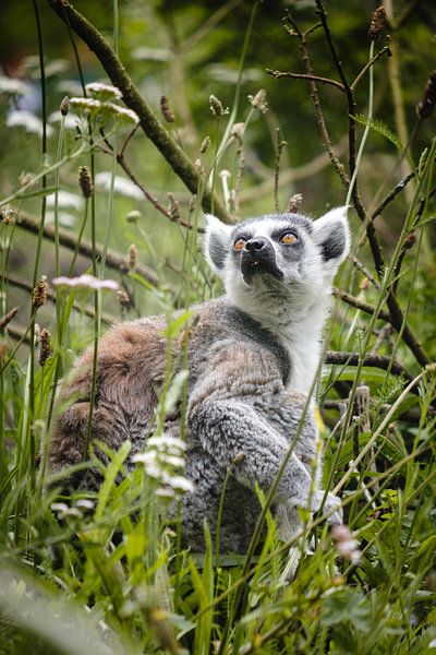 Ring-tailed lemur (half monkey) by Kevin IJpelaar