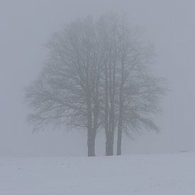 Neblige Bäume von Angelique Raaijmakers