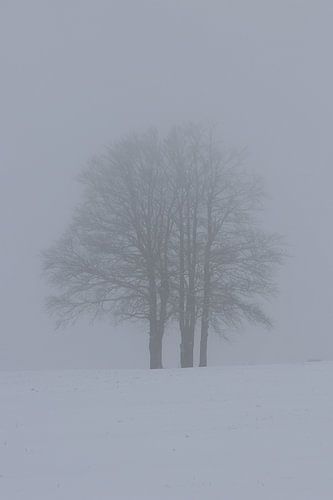 Mistige bomen