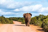 Addo Elefantenpark Südafrika von Annette van Dijk-Leek Miniaturansicht