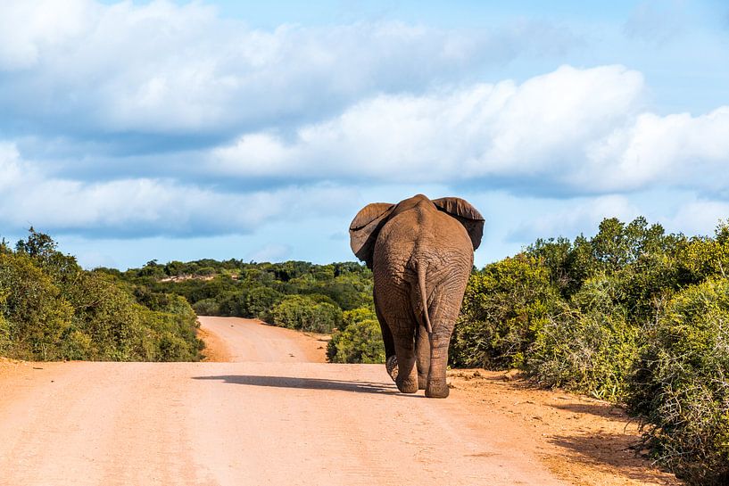 Addo Elefantenpark Südafrika von Annette van Dijk-Leek