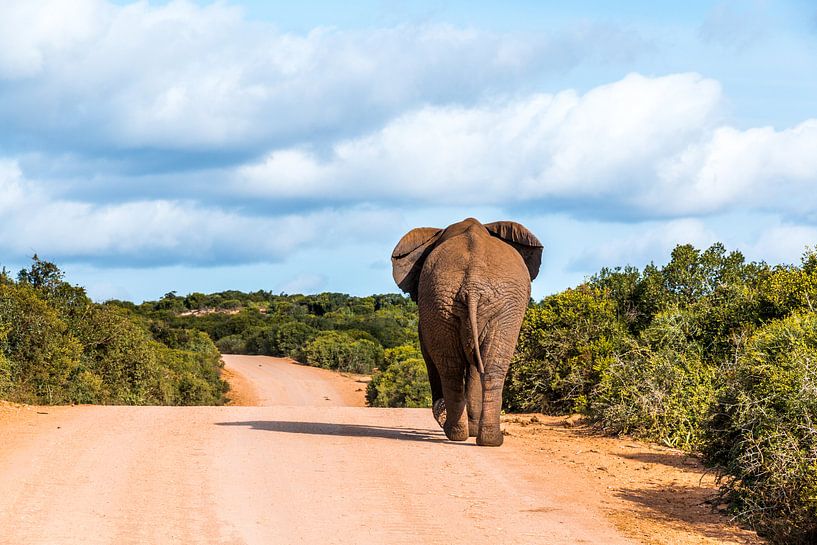 Addo Elephant park Afrique du Sud par Annette van Dijk-Leek