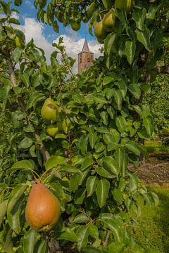 St. Jan de Doper kerk Echteld tussen de fruitbomen van Moetwil en van Dijk - Fotografie