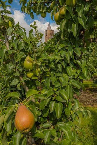 St. Jan de Doper kerk Echteld tussen de fruitbomen