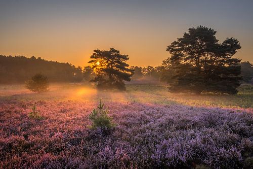 Brunssummerheide Sunrise