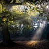 sunbeam in forest by Olha Rohulya