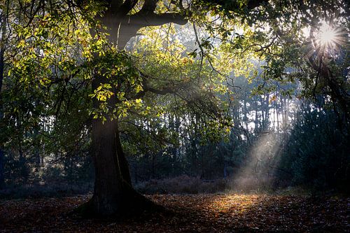 zonnestraal in bos
