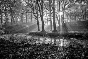 Stralende dag in het bos van Michel van Kooten