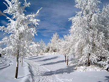 RIJP/FROST by Roelof Touw