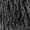 Eiken boomschors in zwart-wit van Eagle Wings Fotografie