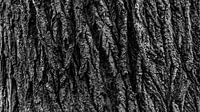 Oak tree bark in black and white